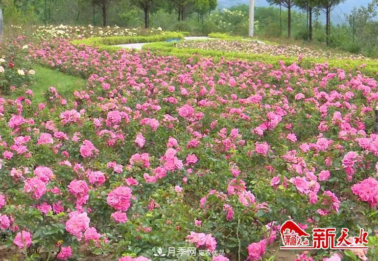 甘肃天水秦州：新增打卡地 北山月季生态园邀你来赏花(图2)