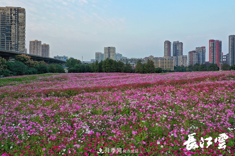 百万月季集中绽放 “5朵金花”将齐放国庆 扮靓江城武汉(图5)