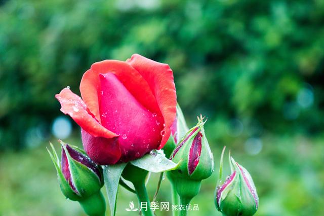 月季在什么环境中长势好？上海龙凤419带你来解析(图1)
