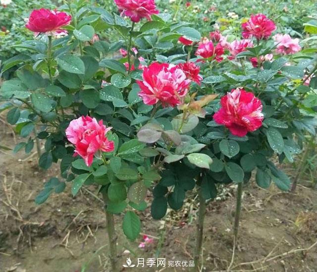 月季在什么环境中长势好？上海龙凤419带你来解析(图2)