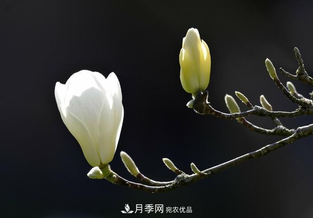 玉兰树：花先枝叶开，绽放一树华(图3)