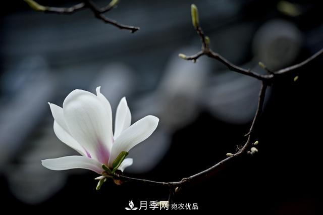 玉兰树：花先枝叶开，绽放一树华(图7)