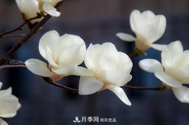 玉兰树：花先枝叶开，绽放一树华(图6)