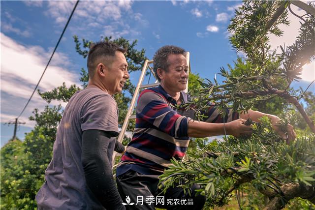 一树一景，湖南长沙花木造型师的“双抢”季(图1)