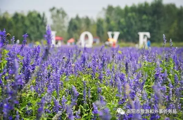 南阳旅游大发展：月季树艺 齐争芬芳 百花开放 满园春色(图4)