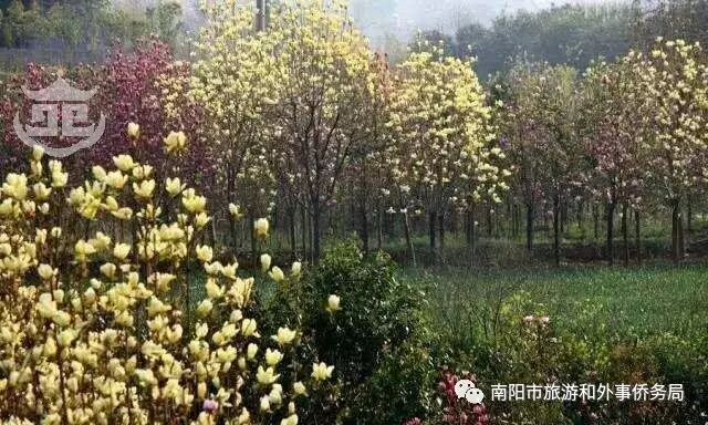 南阳旅游大发展：月季树艺 齐争芬芳 百花开放 满园春色(图2)