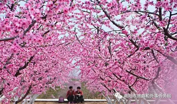 南阳旅游大发展：月季树艺 齐争芬芳 百花开放 满园春色(图9)