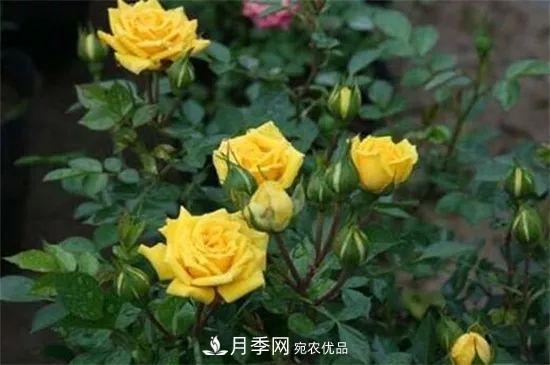 什么树可以嫁接月季花？月季嫁接有什么好处？(图2)