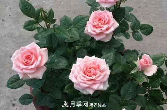 什么树可以嫁接月季花？月季嫁接有什么好处？(图5)