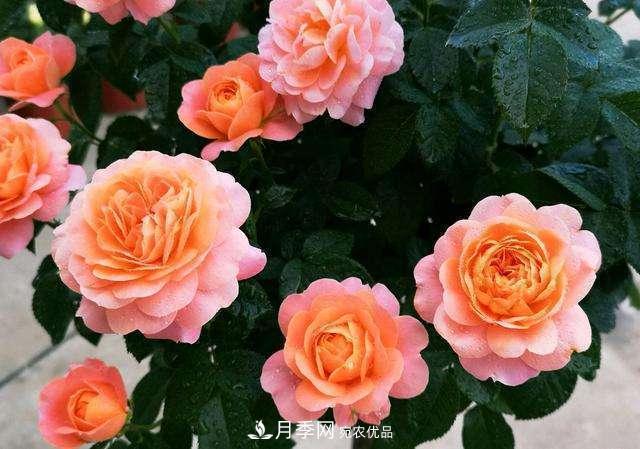 月季花施肥需要注意什么？(图1)