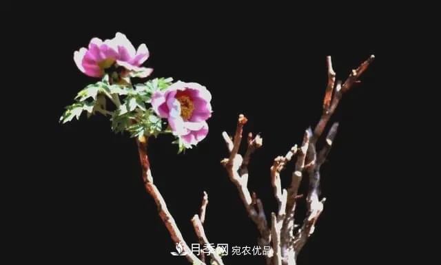 假花开始横行，擦亮眼睛，秋天这3种***容易造假(图3)