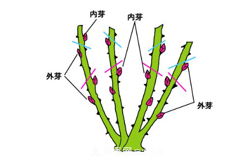 树状月季栽植及后期日常管理技术(图5)