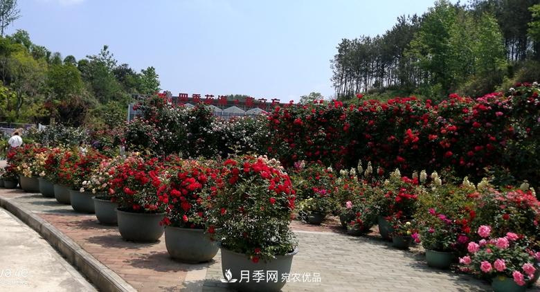 拱门造型月季浪漫穿行，花开花落岁月静好(图6)