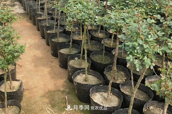 南阳树状月季批发基地(图9)