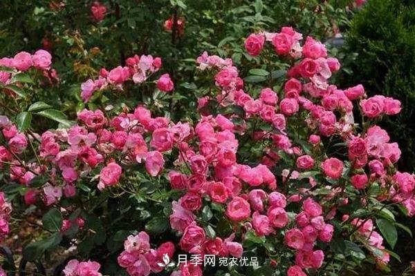 什么是丰花月季，它有什么特点？(图4)