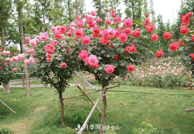 月季花的六大品系，你知道多少？南阳是对版货(图1)