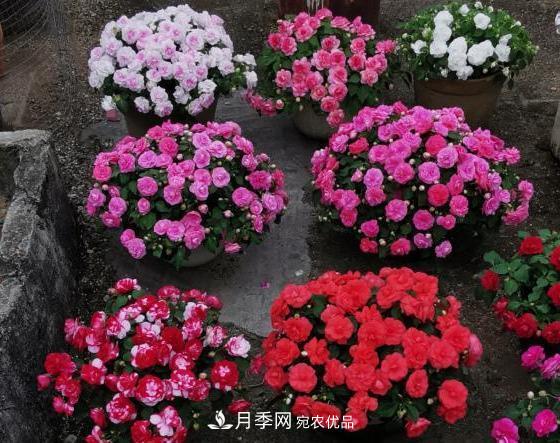 比月季开花多，比茉莉好看，花瓣层层叠叠似牡丹，花期300天(图3)