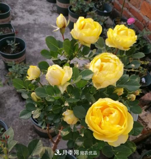 夏季购买月季花，叶片发黄哗哗掉，学会1招缓苗，新芽呼呼冒不停(图3)