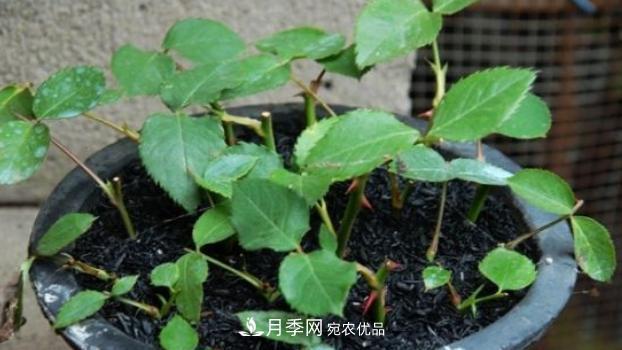 扦插月季花，几月***合适？掌握几个“关键点”，扦插都没问题(图2)