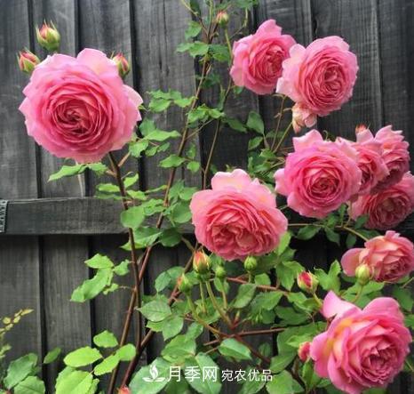扦插月季花，几月***合适？掌握几个“关键点”，扦插都没问题(图4)