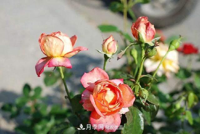 月季过冬做好这5点，来年春天长得旺，开花多到压弯枝头(图1)