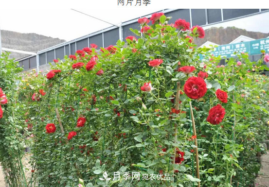 供应南阳月季，花中皇后，月月花开月月红(图7)