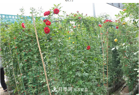 供应南阳月季，花中皇后，月月花开月月红(图5)