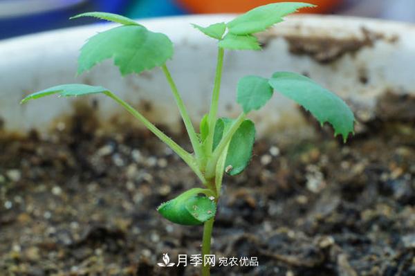 月季花种子怎么种？月季种植方法和时间(图2)