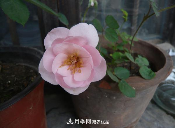 月季花种子怎么种？月季种植方法和时间(图4)