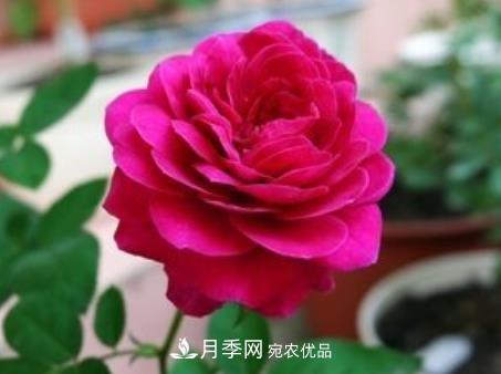 3种“***香月季花”，个个香气四溢、惊艳四座，年年开花(图3)