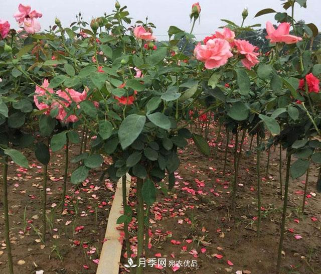 南阳月季花的栽培管理技术要点有哪些？(图1)