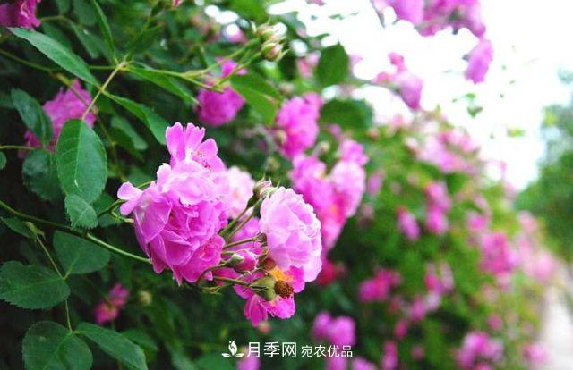 月季花的来历和优美诗词赏析(图3)