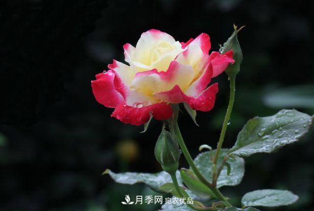 月季花的来历和优美诗词赏析(图6)