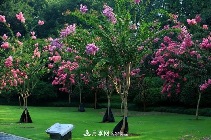 杭州下城这场紫薇盛宴，不容错过！(图7)