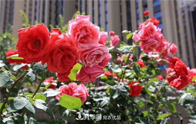 花只能开一季？这7种花四季都能赏花，月季花不可缺(图1)