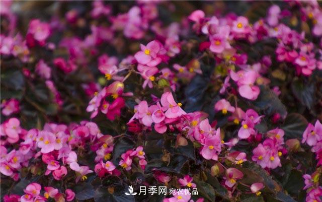 花只能开一季？这7种花四季都能赏花，月季花不可缺(图3)