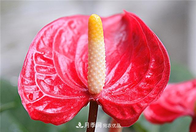 花只能开一季？这7种花四季都能赏花，月季花不可缺(图4)