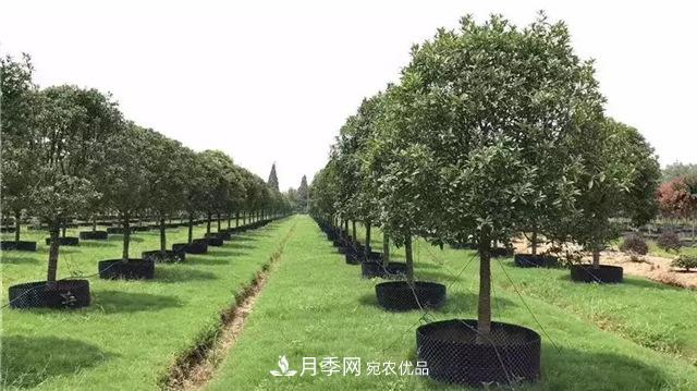 容器苗，或将成为苗木种植新趋势(图1)