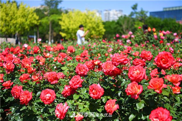 河北廊坊500余万株月季打造城市月季花海(图2)