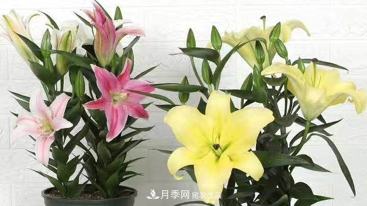 花卉名称的由来(图3)