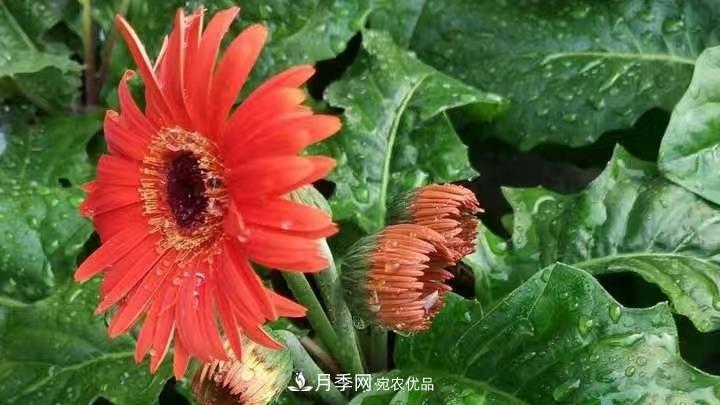 花卉名称的由来(图5)