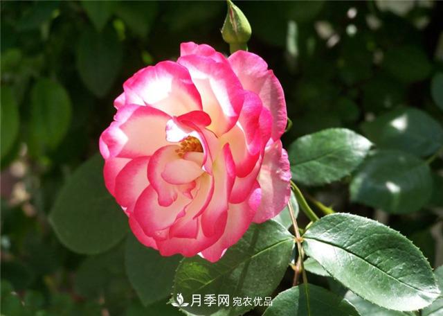 为什么要把月季的花苞都掐掉，修剪搭配施肥，10月有惊喜(图1)