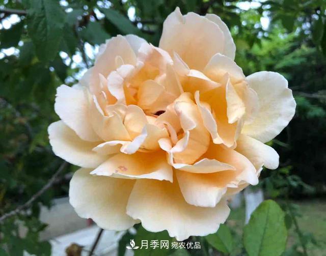 深秋月季姹紫红 诗意齐鲁芬芳景(图2)