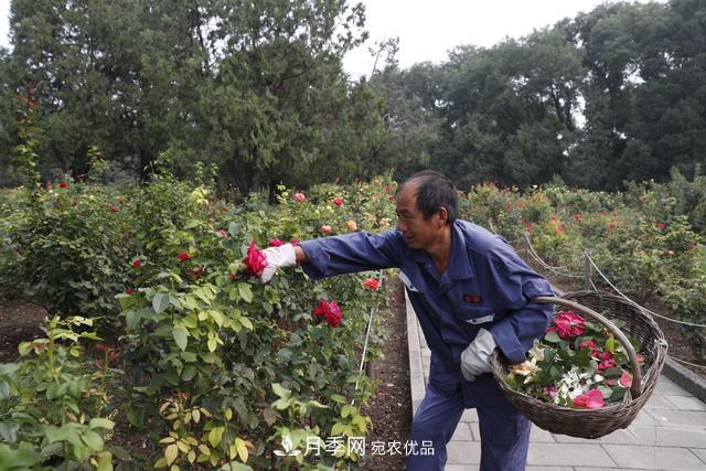 北京天坛公园国庆花坛亮相，万株月季节日迎客(图2)