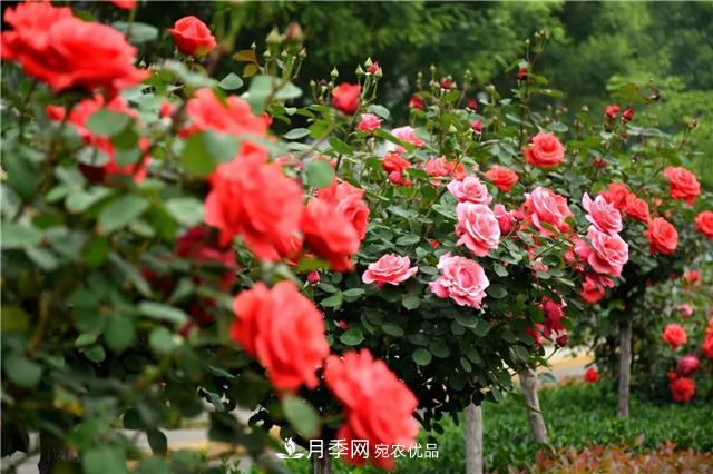 月季之都，陕西韩城市打造月季花海文化名城(相册)(图15)