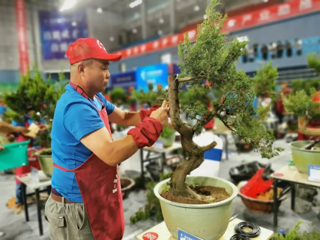 第八届中国·沭阳花木节开幕，参观盆景界的“奥林匹克”(图4)