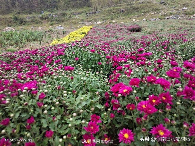 河南省汝阳县付店镇“伏牛山**届高山菊花节”精彩亮相(图3)