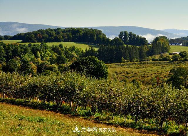 经济价值较高，适合在农田种植的苗木有哪些？(图2)