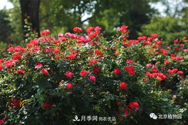 北京植物园月季花海进入盛花期，国庆观赏正当时(图4)