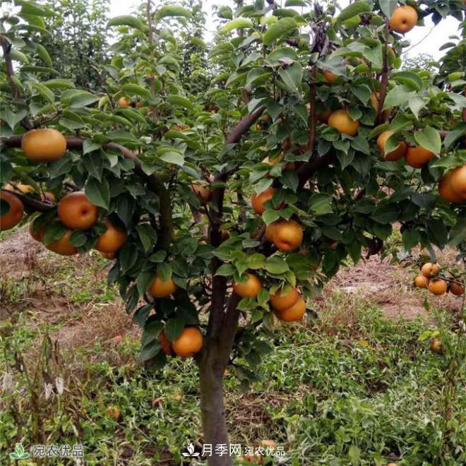 南水北调有机宝盈蜜梨，南阳淅川特产水果批发(图2)